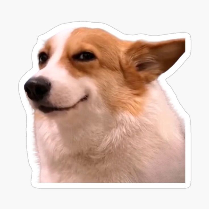Funny Corgi Side Eye Meme Sticker - Cute Smirking Dog Vinyl Decal for Laptop, Water Bottle, Journal, and Phone Case