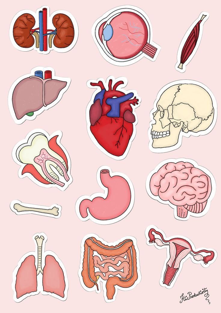 Human Anatomy Organs Sticker Pack – Cute Medical Anatomy Vinyl Decals for Laptop, Water Bottle, Notebook – Biology & Pre-Med Student Gift for Doctors, Nurses, Med School